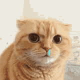 云頂之弈S1德萊文即將回歸！LOL手游卡牌大師預(yù)覽！